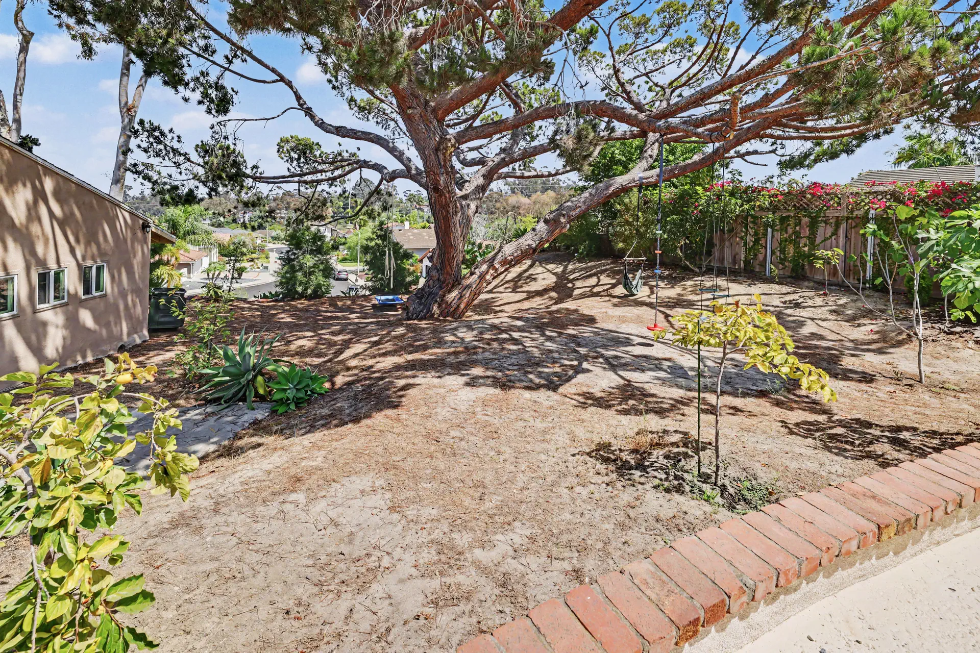 The mature pine beside the residence with bougainvillea flowering along the wall behind.